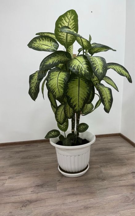 Продам, два цветка