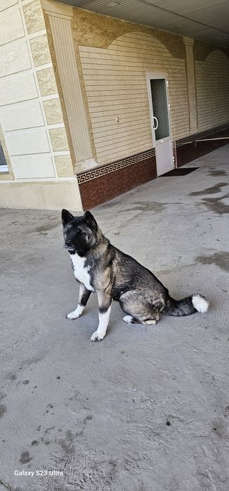 собака Американская акита