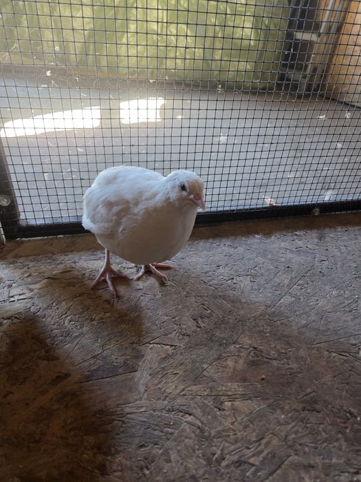 Prepelite de toate vârstele