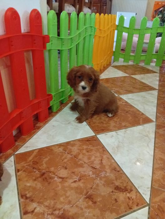 Fetită  Cavapoo