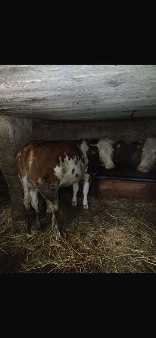 Vând jurinca gestanta