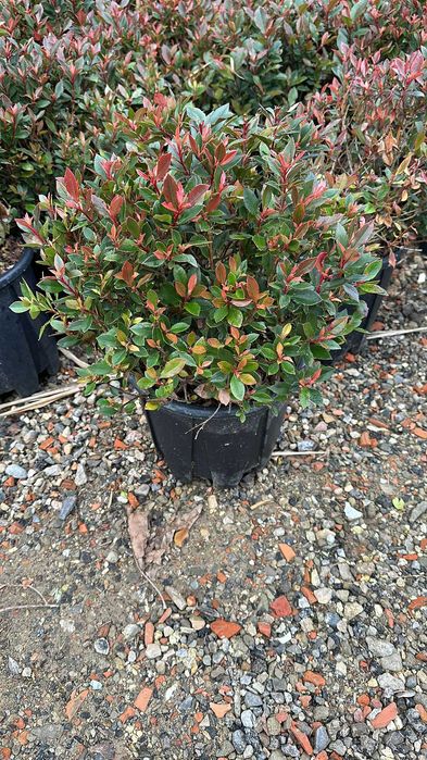 Photinia Gard viu