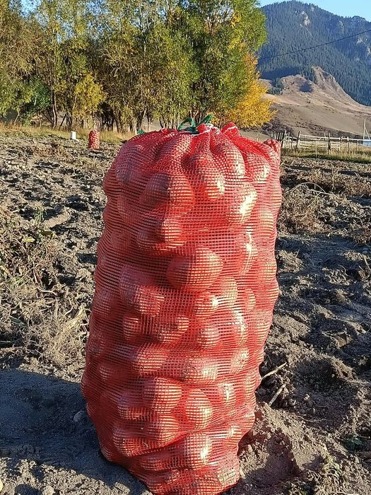 Картошка Нарынкол