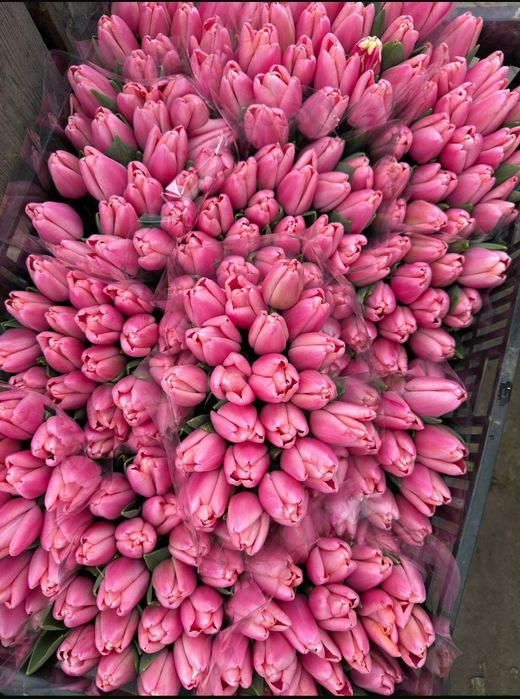 Тюльпаны букет цветов