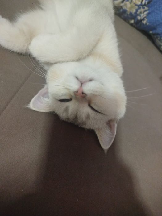 котенок породестая девочка