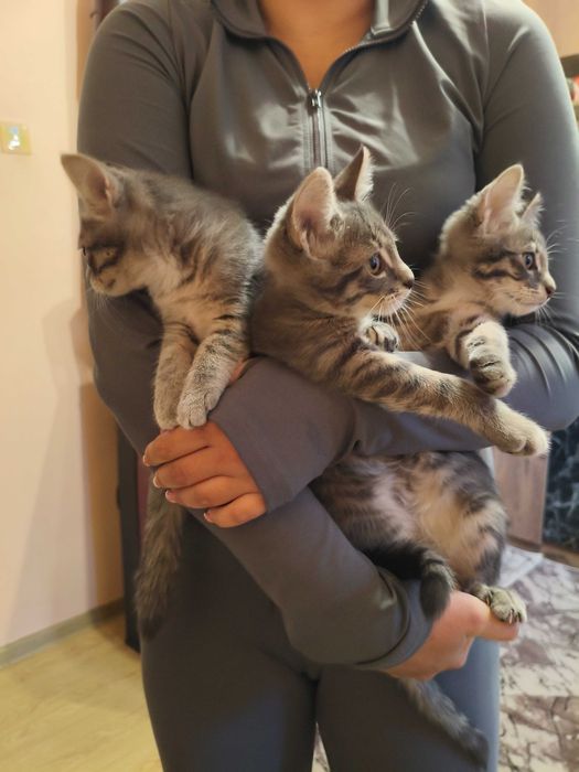 Подарявам котета