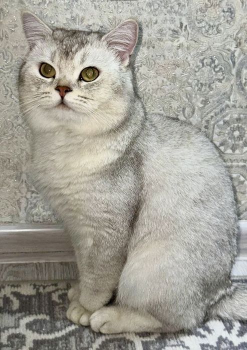 Serebrinniy Shinshilla mushuk Vyazka uchun