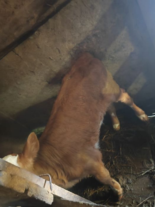 Продаю теленка "бычок"