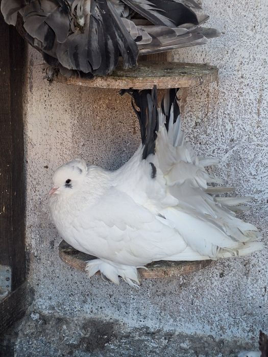 Indieni Voltați indieni