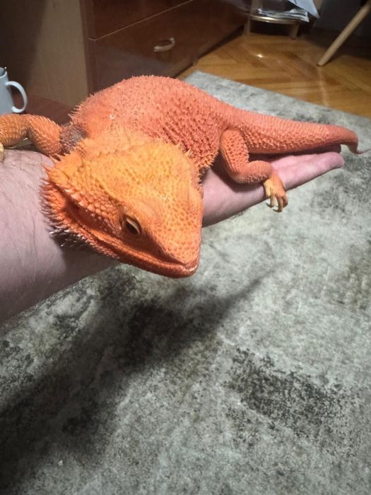 Agame cu barba pereche