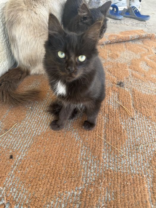 Отдам в добрые руки кошек