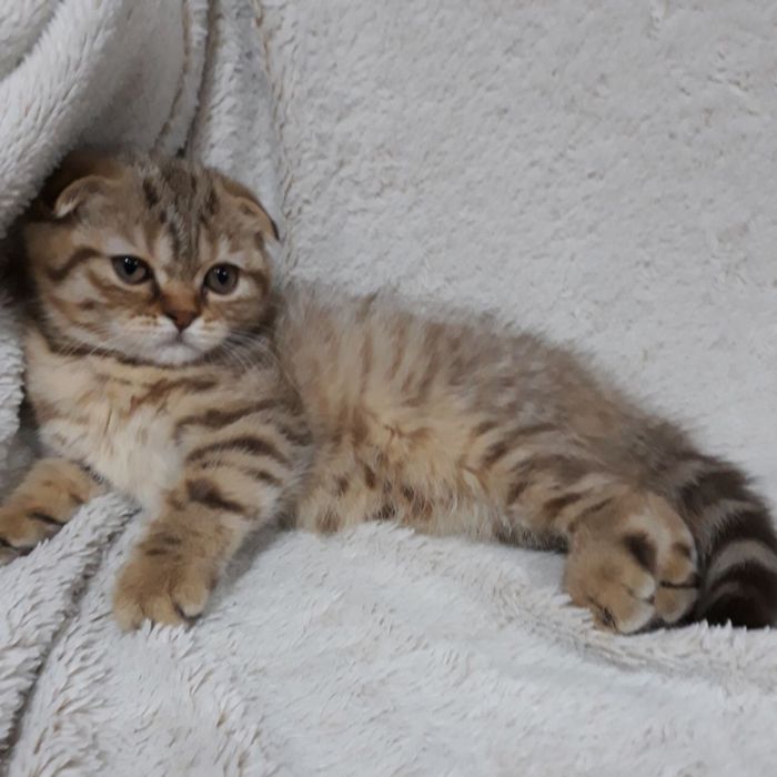 Плюшевая красотуля .