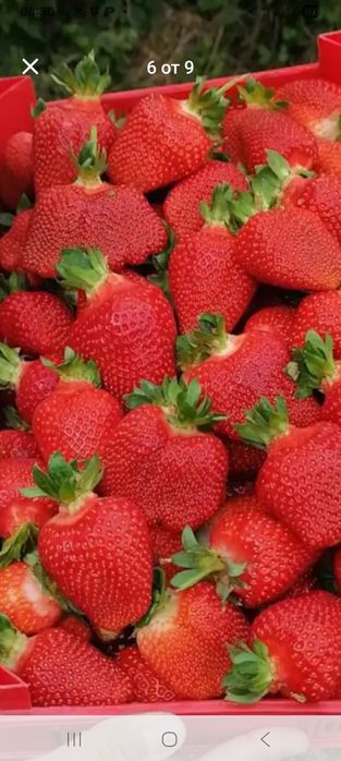 Продавам ягоди и малини расад