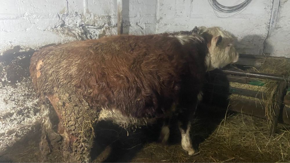 1 жасар ак бас бука