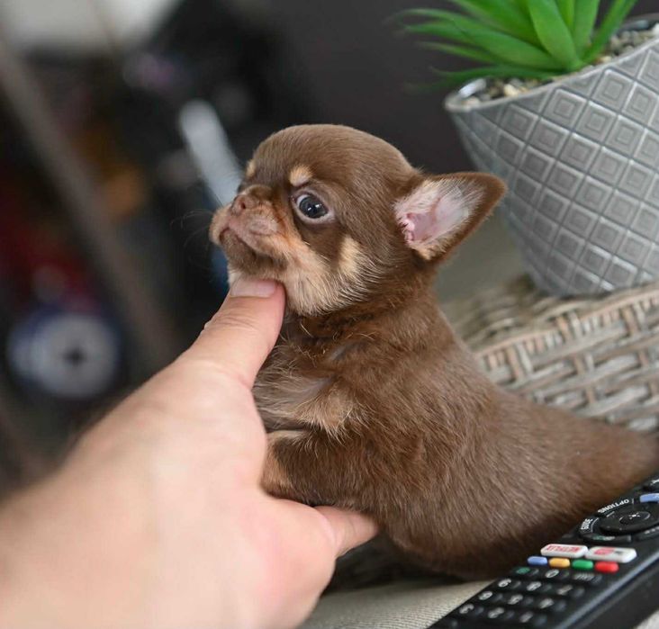 Женско мини чихуахуа шоколадов тен