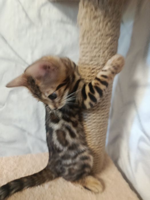 бенгальский котёнок