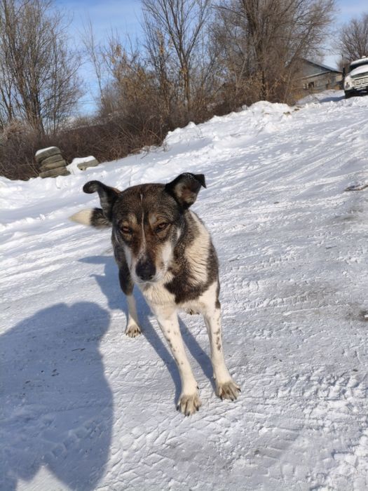 В самые добрые руки собака.