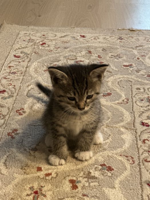 Отдам котят в добрые руки
