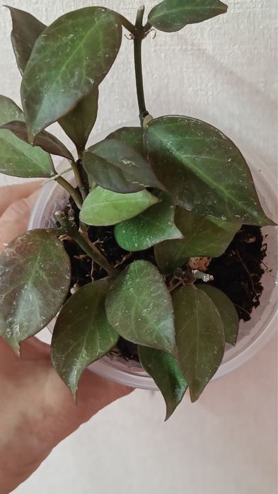 Хойя Санрайз, Виллоза Као Данг, Вертицилата