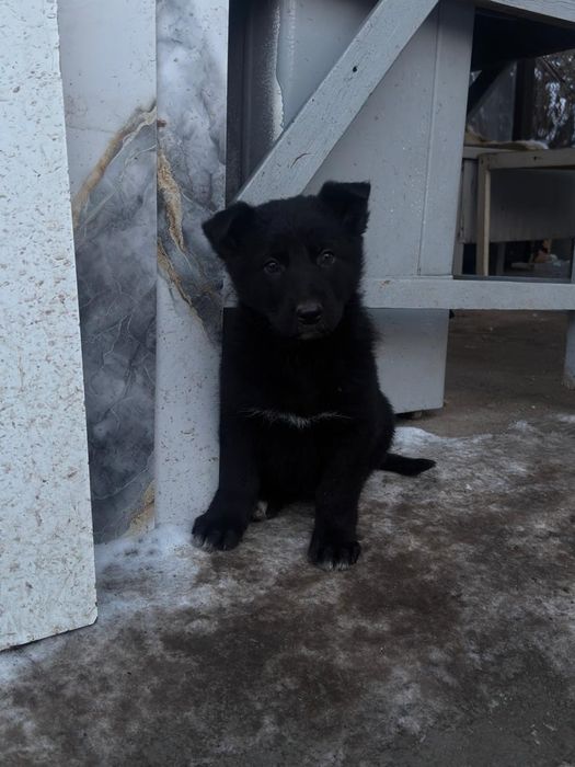 Щенки немецкой овчарки