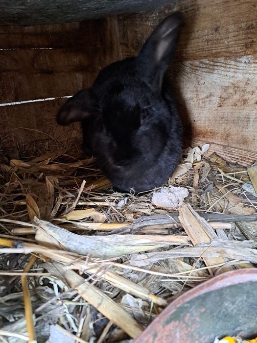 Irpuroaice mature schimb cu găini