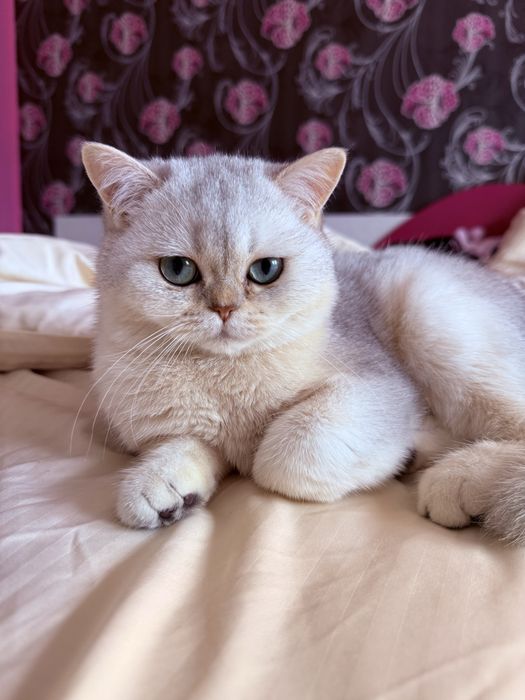 Мъжко коте британска късокосместа