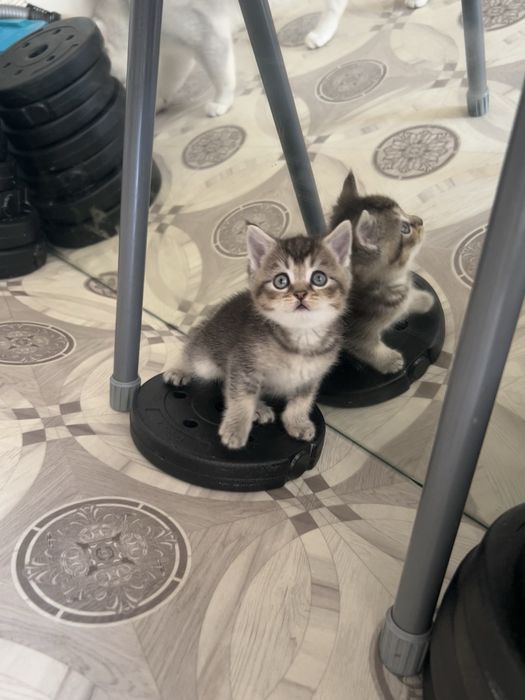 Продам котят мальчиков
