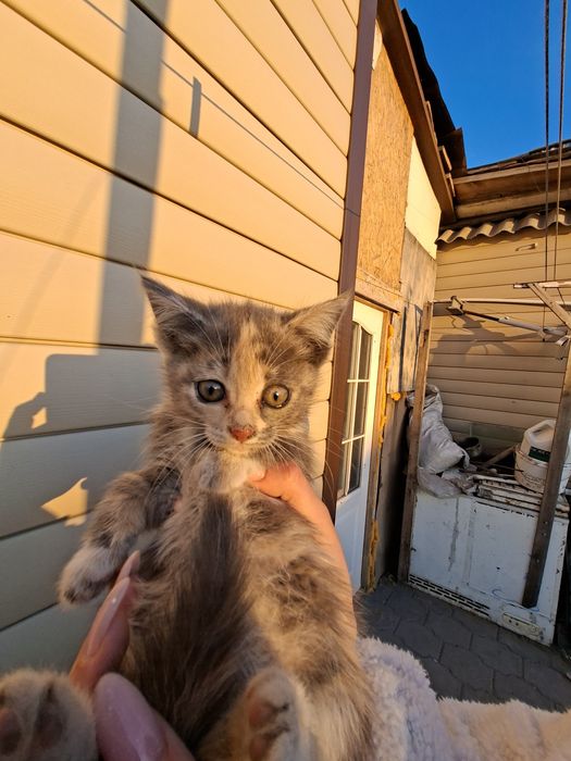 Отдаю котят в добрые руки
