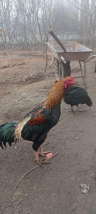 Редмм нот 10 с оволаплвлаовллааака