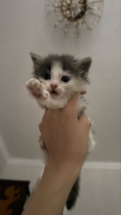 Отдам котёнка в хорошие руки.