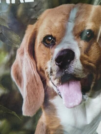 Crochete Essential 12kg Câine Adult - 12 - produs resigilat Decathlon