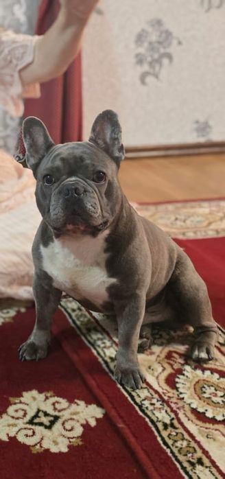 Французский бульдог сязка кабель