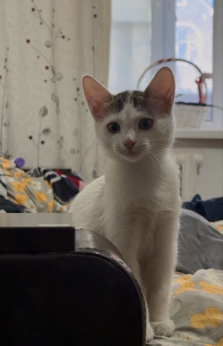 Бесплатная кошка