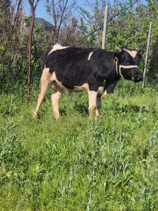 Буқа сатылады семіз