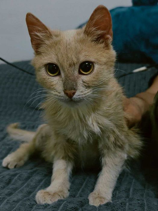 Котёнок ищет семью