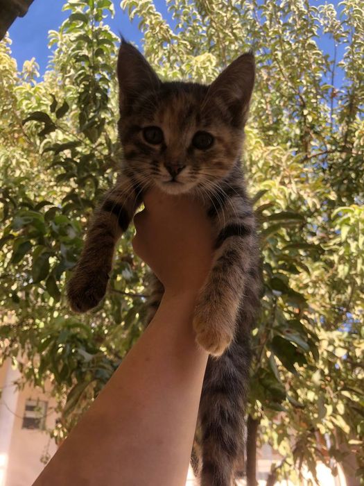 Hadiyaga mushuk beriladi