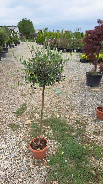 Plante Ornamentale Verzi pentru o Grădină Frumoasă