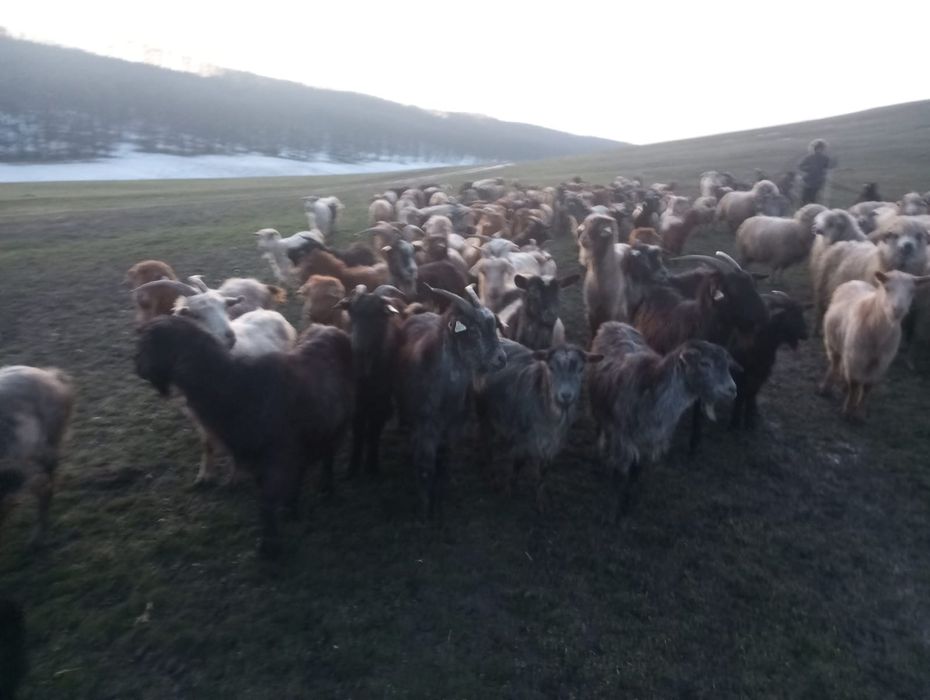 Vand 100 capre tinere si productive