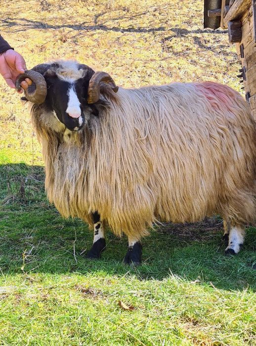 Berbec strămior de vânzare