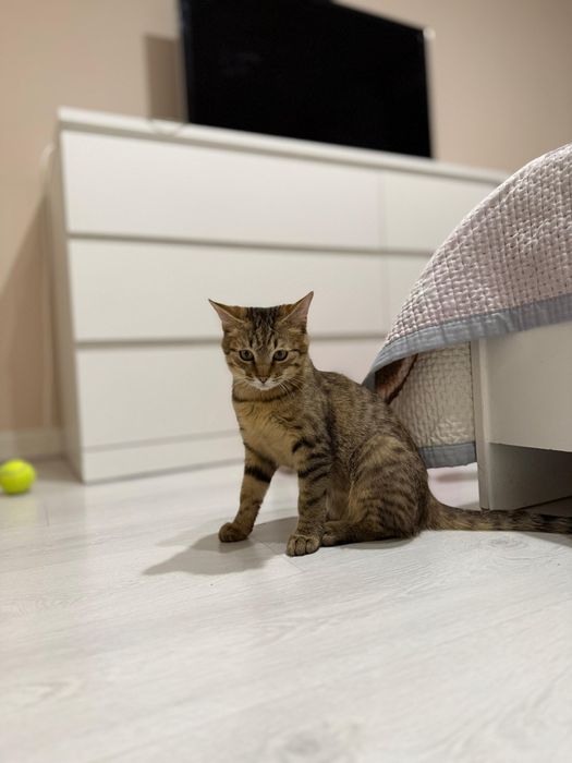 ПоЛупоРодистЫе коШечкИ