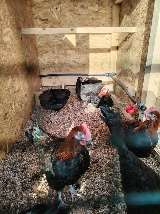 Cocoși tineri diferite rase