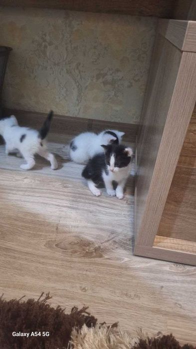 Продаётся КОТЁНКИ!!!