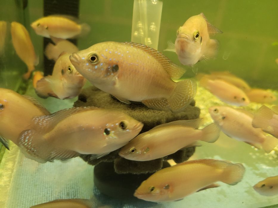 Продам аквариумных рыбок 6-10 см