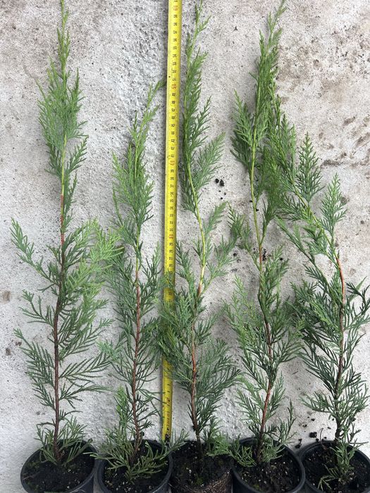 Leylandii – 40-60 cm, la ghiveci, rădăcini bine dezvoltate