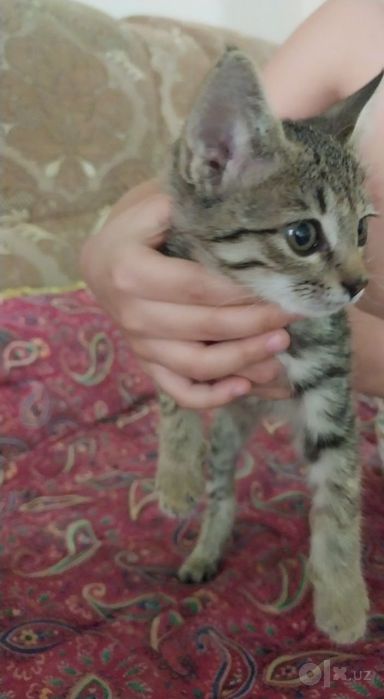 Катёнок в добрые руки