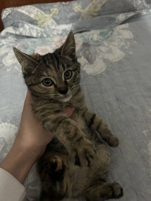 Mushu bolachalari hadyaga