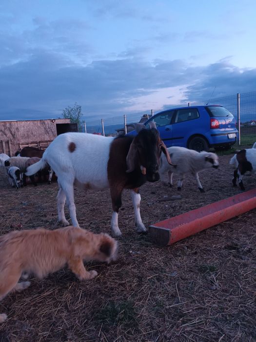 Vând țap de rasă
