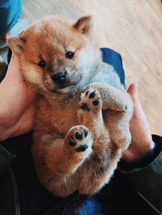 Щенки shiba-inu доступны к бронированию