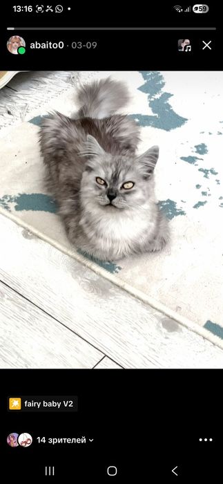 Кошка  8 месяцев