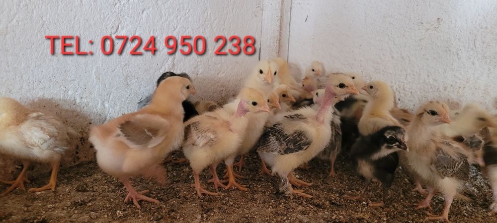 Pui de găină rasa mixtă
